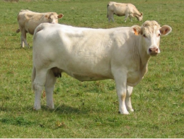 Les bovins charolais au pré pratiquement toute l'année